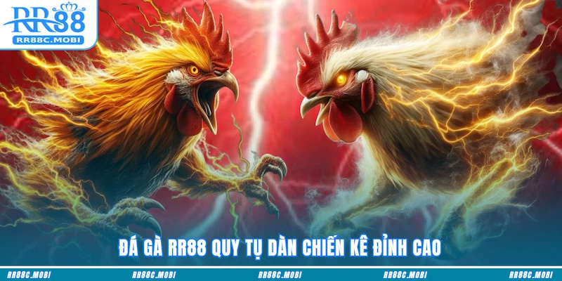 Đá gà RR88 quy tụ dàn chiến kê đỉnh cao